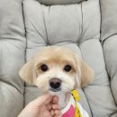 꽃단장하시개 이미지