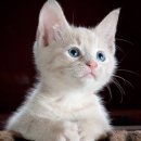 당뇨병과 건강관리 이미지