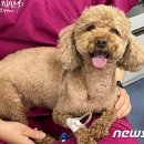 VIP 반려동물 암센터 이미지