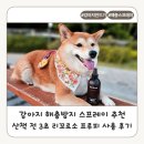 강아지 해충방지 스프레이 추천, 산책 전 3초 리꼬르소 프루피 사용 후기
