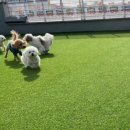 놀루오숑 | 대전애견유치원 놀루오숑에서 마음껏 뛰어놀아요!