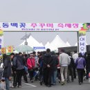 서천 동백정 동백꽃 쭈꾸미 축제 현장 이미지