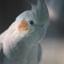 육림 티스토리