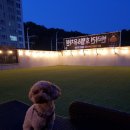 댕댕댕 애견유치원 이미지