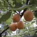 해맞이농장 이미지