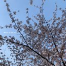 명지가야밀면 이미지