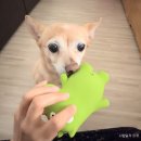 더빛나개 이미지