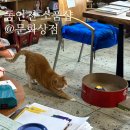 동성한의원 | 귀여운 고양이가 있는 동인천 배다리 동성한의원 문화상점