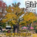 흥주사 | 태안 흥주사 은행나무 가을 단풍 물드는 시기