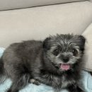 용인24시 아이온동물메디컬센터 이미지