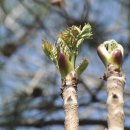 봄나물 두릅의 효능 10가지와 부작용은? 이미지