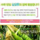 여름철 별미!! 아이들 영양간식- 괴산 찰옥수수 1자루 13,700원 판매 직송 이미지