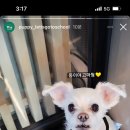 동이애견 이미지