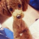 퍼펫 애견카페 이미지