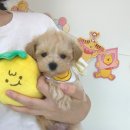 타이니퍼피 강아지분양 고양이분양 서울송파 | 송파강아지분양 건강과 외모 둘 다 챙기기