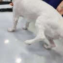 유림동물병원 이미지