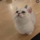 개냥이 연구소 이미지