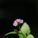 고마리