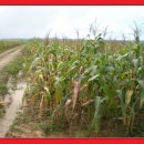 한국인농장 이미지