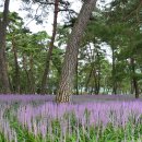 부여목장 이미지