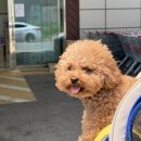 주주애견할인매장 | 창고형할인매장 김해 살림애착 애견동반 다녀온 후기