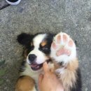 멍멍이발바닥 이미지