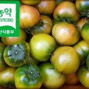 제철맞은 무농약 대저짭짤이 토마토 50% 맛보기 이벤트 이미지