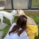 단독 수영장 풀빌라 숲속 풍무골 이미지