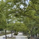 대평동_세종고속시외버스터미널 건너편 | 세종에서 짧고 굵게 서울 나들이(아름동 고속버스 정류장 이용하기)