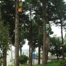 황령산 편백단지 Daum카페