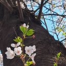 서울최고벚꽃명소.약 30~ 35년된 왕벚나무 1.800여그루가있는 영등포구여의도윤중로(여의西路) 벚꽃길따라가기. 이미지