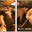 현득농장 이미지