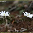 강원도자연환경연구공원 이미지
