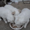 복실강아지 이미지