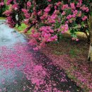 국도22호선가로수 이미지