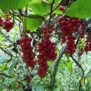 금무리농장 이미지