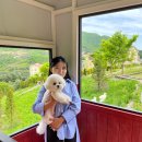 쁘띠하개 | [가평/에델바이스 스위스 테마파크] 강아지랑 함께 다녀온 후기