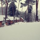 음악이흐르는숲 이미지