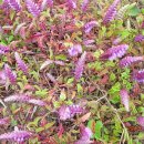 대우네민박 이미지