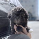 유미펫 강아지분양 고양이분양 남양주점 | 남양주강아지분양 알아보던중 정말 괜찮은곳 찾았어요