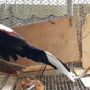 광주조류원 이미지