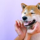 애니테티카 이미지