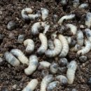 화성사슴농장 이미지