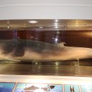 장생포고래박물관 이미지