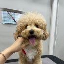 댕블랑 이미지