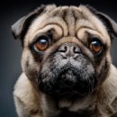 강아지랑 이미지