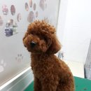 까가주개 이미지