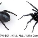 상어보다 더 위험한, 치명적 독거미 공포 확산 이미지