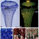 Quantitation of chondrocyte performance in growth-plate cartilage during longitudinal bone growth 이미지