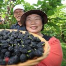 김철수농장 이미지